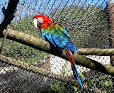 Aves apreendidas em fiscalizações são devolvidas à natureza