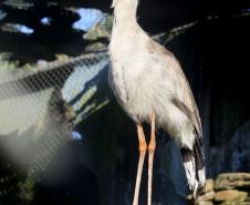 Aves apreendidas em fiscalizações são devolvidas à natureza
