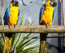 Aves apreendidas em fiscalizações são devolvidas à natureza