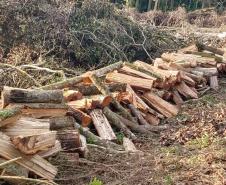 IAP apreende madeira de corte ilegal de vegetação nativa