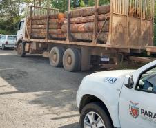 IAP apreende madeira de corte ilegal de vegetação nativa