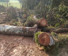 IAP apreende madeira de corte ilegal de vegetação nativa