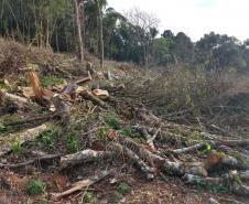 IAP apreende madeira de corte ilegal de vegetação nativa