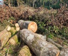 IAP apreende madeira de corte ilegal de vegetação nativa