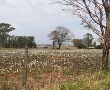 ITCG vai regularizar assentamentos em Cafeara e Santo Inácio
