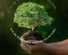 Governo do Estado inicia programa de incentivo à arborização
