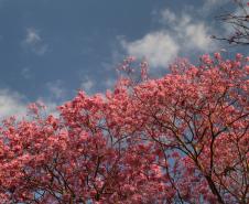 Primavera começa com temperatura amena e sem chuva no Paraná