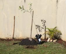 Paraná Mais Verde planta 413 mil árvores nativas