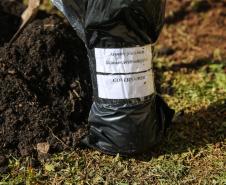 Paraná Mais Verde planta 413 mil árvores nativas
