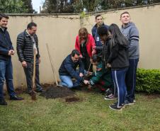 Paraná Mais Verde planta 413 mil árvores nativas