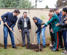 Paraná Mais Verde planta 413 mil árvores nativas