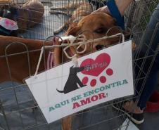 Paraná Pet Amigo resulta em 91 adoções no Estado
