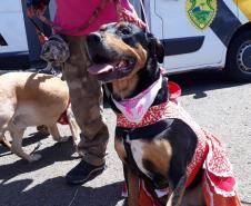 Paraná Pet Amigo resulta em 91 adoções no Estado