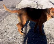 Pela primeira vez controle de cães e gatos terá política estadual
