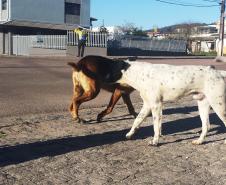Pela primeira vez controle de cães e gatos terá política estadual