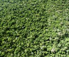 Paraná termina primeira fase do inventário florestal