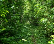 Paraná termina primeira fase do inventário florestal