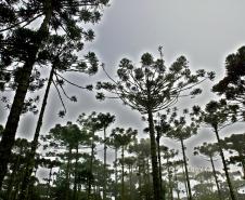 Paraná termina primeira fase do inventário florestal