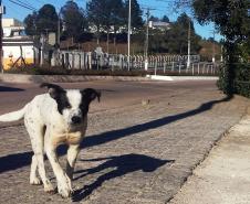 Seminário Regional para Elaboração da Política Estadual de Controle Ético da população de cães e gatos