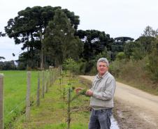 ESTRADAS COM ARAUCÁRIAS. N/F: Amauri Delponte, produtor.Lapa, 25-06-15.Foto: arnaldo Alves / ANPr.