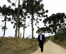 ESTRADAS COM ARAUCÁRIAS.  N/F: Edilson Batista, presquisador da Embrapa.Lapa, 25-06-15.Foto: arnaldo Alves / ANPr.