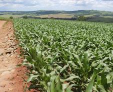 Plantação de milho safrinha, no interior de Cascavel. -  Foto Jonas Oliveira