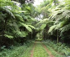 Parque Estadual Rio Guarani, em Três Barras do Paraná.Foto: Divulgação