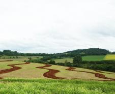 Programa de Gestão de Microbacias no município de Dois Vizinhos: Manejo adequado do solo garante maior produtividade nas lavouras.Foto: SEAB/Reg Dois Vizinhos