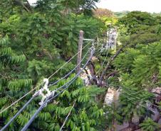 Programa da Copel melhora convivência entre árvores e redes de energia.Foto: Divulgação Copel