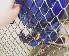 Animais silvestres apreendidos e resgatados podem ser adotados.Curitiba, 09/08/2016.Foto: Divulgação IAP