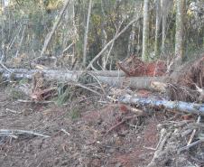 Fiscais do Instituto Ambiental do Paraná (IAP) fizeram uma força-tarefa para verificar o desmatamento ilegal na regiões Central e Sul do Estado, entre 8 e 26 de agosto. A operação resultou em 20 autos de infração lavrados, que somam R$ 293 mil em multas. Também foram embargados 59,89 hectares de área desmatada sem as devidas autorizações legais.Foto: Divulgação IAP