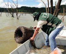 A pesca de espécies nativas estará proibida a partir desta terça-feira (01) em todos os rios do Paraná devido à piracema, época em que a maioria das espécies se reproduz. Até o dia 28 de fevereiro de 2017, espécies como dourado, lambari, bagre, jaú e pintado, entre outras, estarão protegidas, de acordo com instrução do Ibama (nº 25/2009), e reforçada no Estado por portaria do IAP (nº 206/2016).Foto: IAP/Arquivo ANPr