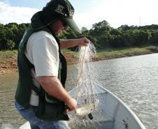 A pesca de espécies nativas estará proibida a partir desta terça-feira (01) em todos os rios do Paraná devido à piracema, época em que a maioria das espécies se reproduz. Até o dia 28 de fevereiro de 2017, espécies como dourado, lambari, bagre, jaú e pintado, entre outras, estarão protegidas, de acordo com instrução do Ibama (nº 25/2009), e reforçada no Estado por portaria do IAP (nº 206/2016).Foto: IAP/Arquivo ANPr
