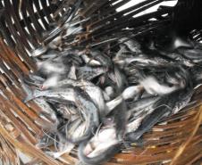 A pesca de espécies nativas estará proibida a partir desta terça-feira (01) em todos os rios do Paraná devido à piracema, época em que a maioria das espécies se reproduz. Até o dia 28 de fevereiro de 2017, espécies como dourado, lambari, bagre, jaú e pintado, entre outras, estarão protegidas, de acordo com instrução do Ibama (nº 25/2009), e reforçada no Estado por portaria do IAP (nº 206/2016).Foto: IAP/Arquivo ANPr