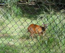 O Parque Ecológico mantido pela Klabin (PEK) na Fazenda Monte Alegre, em Telêmaco Borba, recebeu do Instituto Ambiental do Paraná (IAP) a Licença Ambiental de Operação. O documento permite a ampliação das atividades do Parque, que passa a funcionar também como um Centro de Reabilitação de Animais Silvestres (CRAS).Foto: Divulgação IAP