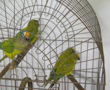 O Instituto Ambiental do Paraná (IAP) cedeu os cuidados de 32 pássaros silvestres a voluntários que se cadastraram junto ao órgão