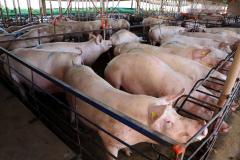 IAT apresenta ao setor produtivo adequações na regulamentação da suinocultura.