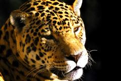  Governo atualiza Lista de Espécies da Fauna Ameaçada.