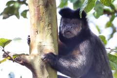 Amigo bicho: IAT reforça campanha contra a violência a animais silvestres