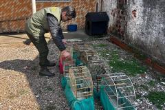 IAT apreende sete pássaros mantidos em cativeiro irregular em Curitiba