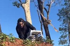 Após cuidados veterinários, IAT devolve coruja-buraqueira à natureza em Foz do Iguaçu