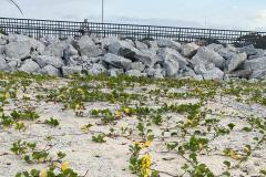 Recuperação da restinga na orla de Matinhos ajuda a manter biodiversidade do ecossistema