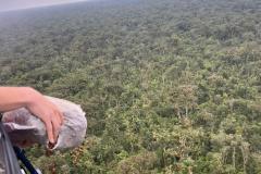 Ação de regeneração ambiental promovida pelo IAT no Litoral contou com a dispersão de 50 mil sementes de Palmeira Jussara