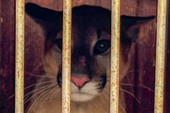 Onça-parda resgatada pelo IAT de um galinheiro na zona rural de Umuarama retornou nesta quinta-feira (26) ao habitat