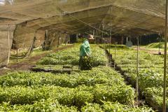Semana da árvore: Estado alcançará 10 milhões de mudas distribuídas desde 2019