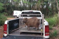 Instituto Água e Terra devolve capivara e gato-mourisco à natureza