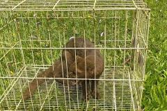 IAT devolve à natureza gato-mourisco resgatado em galinheiro de Campo Mourão