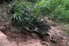 Ação do IAT permitiu o retorno à natureza de uma jiboia de 1,60 metro