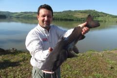 Novo ciclo do projeto Rio Vivo vai soltar 2,6 milhões de peixes nativos nas bacias do Paraná a partir deste mês