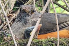 Período de calor coincide com o da reprodução das aves: é preciso seguir as orientações corretas para evitar acidentes com a fauna silvestre.
